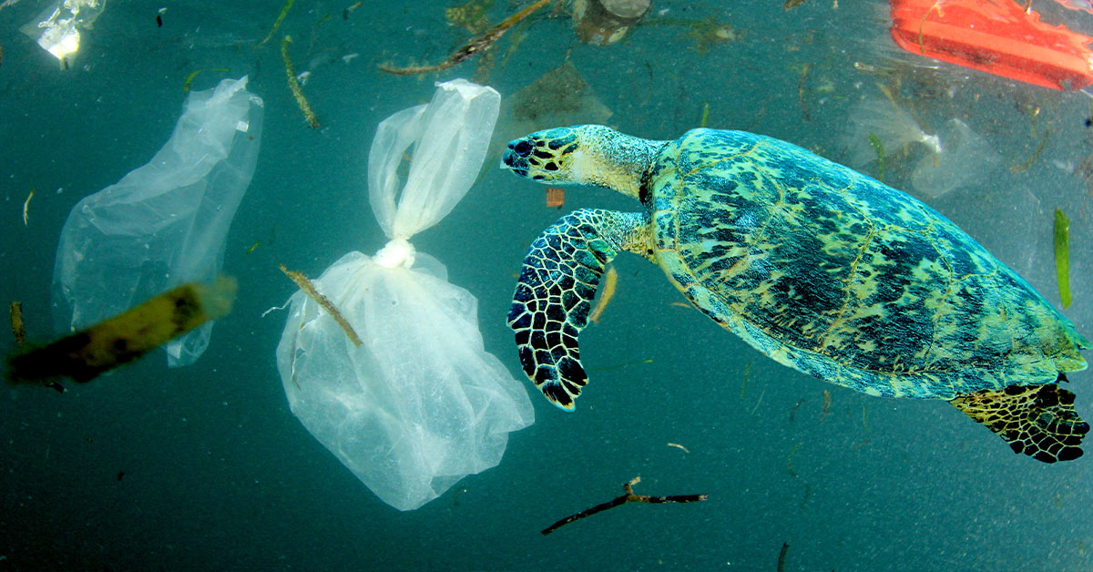 Study Finds Sea Animals Face Lethal Risks From Shockingly Small Plastic