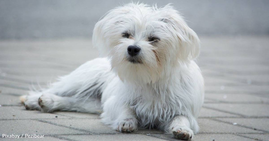 Neglected Deaf, Blind Dog Finds Happy Home in His Senior Years