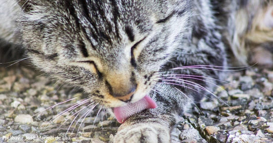 Neighbors Step Up to Help Abandoned Pet Cat and Her Kittens