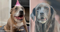 Split image of a happy senior dog in a birthday hat beside a solemn older gray dog, contrasting joyful and aging expressions.