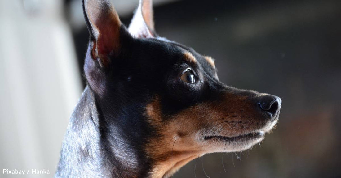 Woman Steps in After Learning That Neighbor's Dog Spends All Day in a Crate