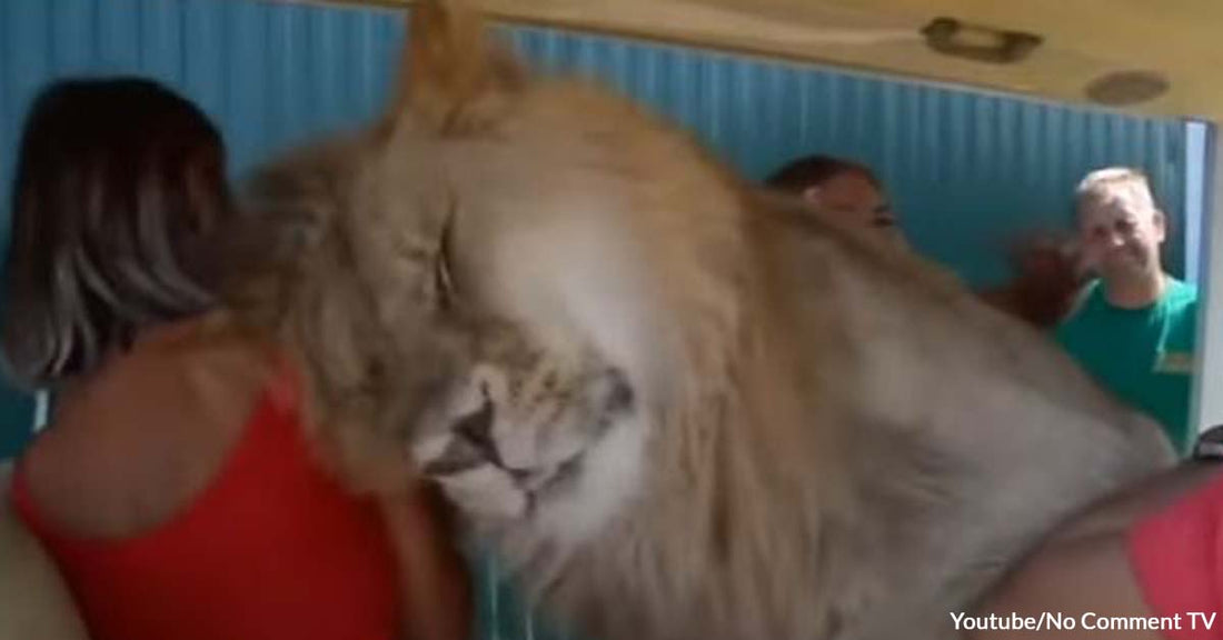 Lion Joins Humans on a Bus and Gives the Warmest Welcome Hugs to His Visitors