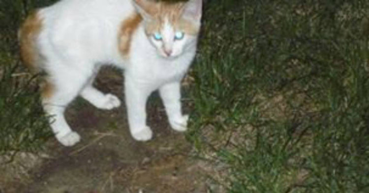 Kitten Appears in Yard the Week the Homeowners Bury Their Son | GreaterGood