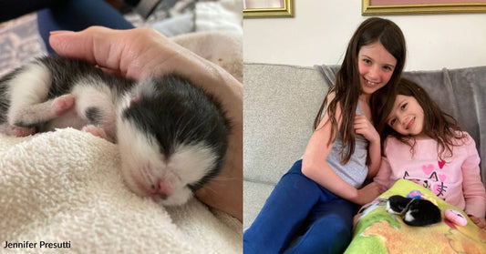 Woman Rescues and Raises Newborn Kitten Before Gifting Him to Her Granddaughters