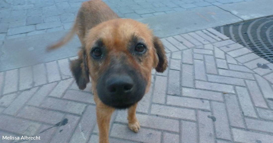 Stray Dog Keeps Greeting Woman on Vacation