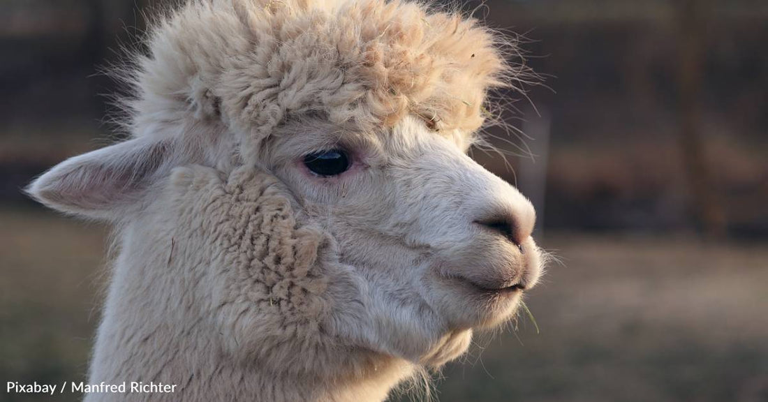 Llamas - And Their Dung - May Help Address the Impacts of Climate Change