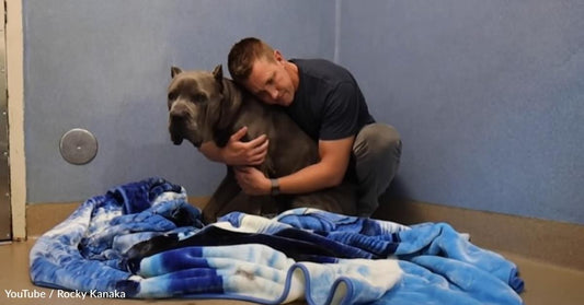 Logan the Cane Corso Was Adopted and Returned… Again