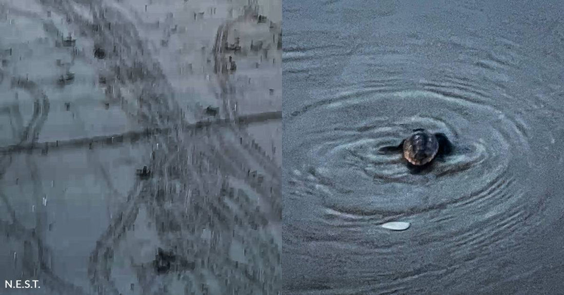 More Than 100 Turtle Hatchlings Make it to Sea, Thanks to You