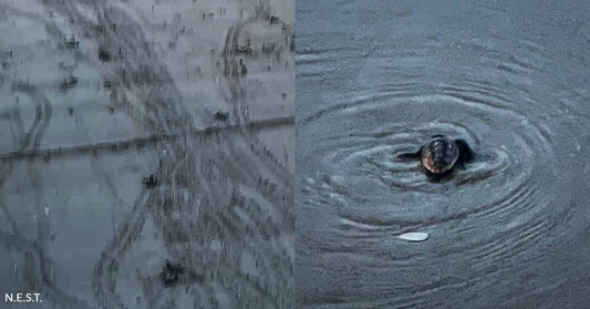 More Than 100 Turtle Hatchlings Make it to Sea, Thanks to You