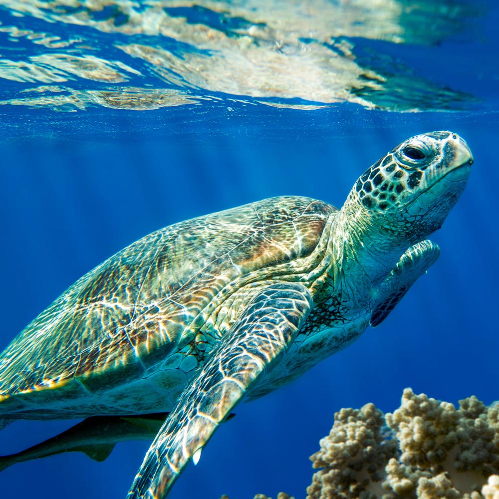 Protect Loggerhead Sea Turtles During Pacific Heat Waves