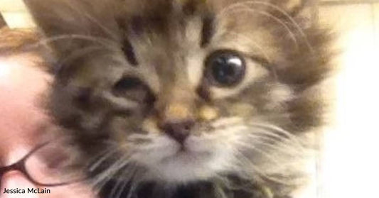 Shelter Worker 'Throws a Stink' About Plans to Put Down a Kitten with Health Issues
