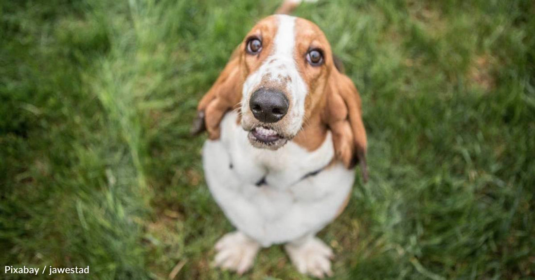 Scared Puppy Mill Mama Becomes Therapy Dog