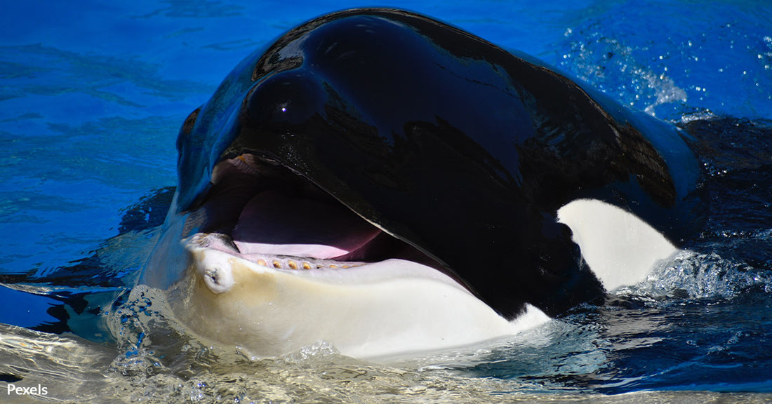 Oldest Captive Orca Lolita's Journey Comes to a Tragic End