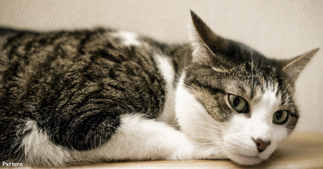 You’ll Love Growing Old With These Cat Breeds With The Longest Life Spans