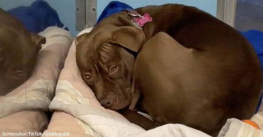 Longtime Shelter Dog Is Starting To Lose Hope And Her Smile