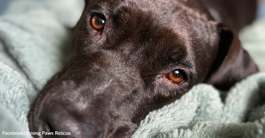 Close-up of a black dog with amber eyes resting its head on a soft green blanket, looking up at the camera.