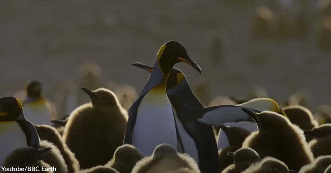 Baby Penguin Got Lost in the Crowd Due to Its Curiosity