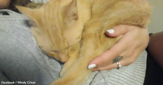Person cuddles a sleeping orange cat in their arms.