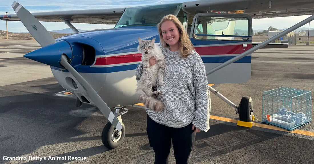 Woman holding a cat stands beside a small airplane on an airport runway.