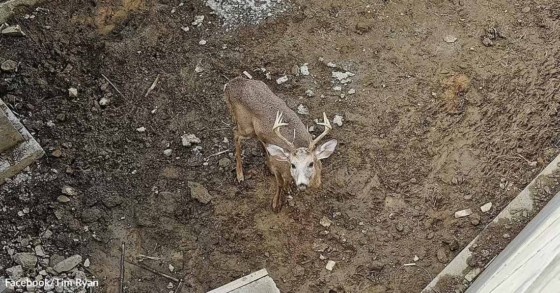 A deer stands on dirt ground, looking up from below.