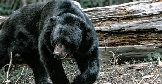 Legal Fights Intensify to Protect Louisiana Black Bears Amid Habitat Loss