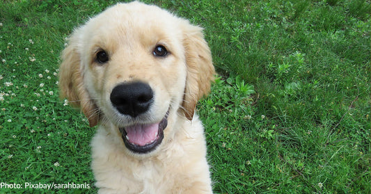 Louisville Bans Sale Of Puppy Mill Puppies In Stores and Markets