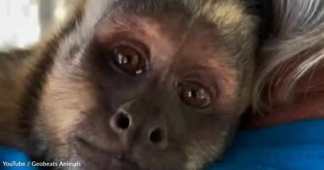 Abandoned Monkey Loses Family and Then Finds Forever Home