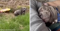 Split image of a gray dog sitting alone in tall grass and later sleeping with its face pressed into someone’s arm.