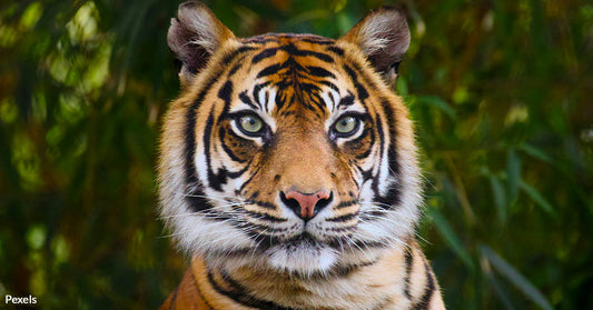 Louisiana State University Sparks Outrage with Caged Live Tiger at Football Game