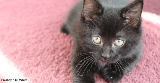 Vet Tells Couple That They Should Let Rescue Kitten Die, Now He's a Thriving Senior