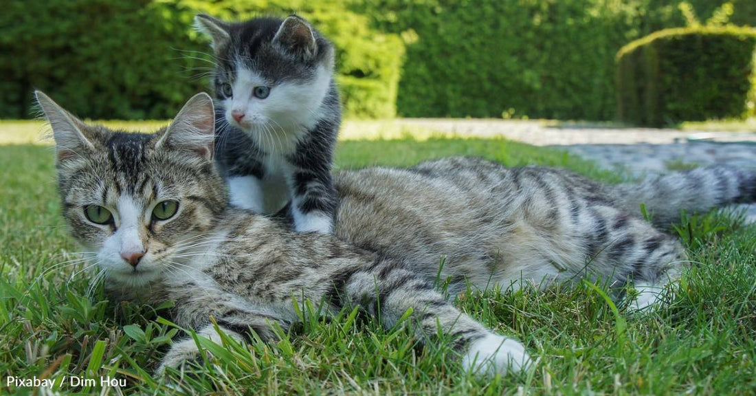 Family Adopts Stray, Despite Having Too Many Cats - She Ends Up Being Pregnant and Gives Them 4 More