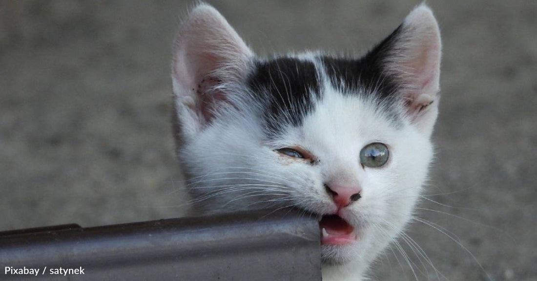 Family Finds Paw Prints in the Snow All Winter, Finally Meets the Cat Who Made Them