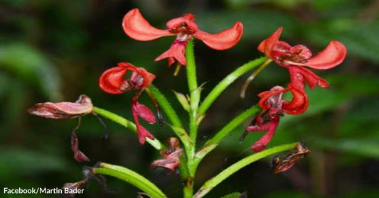 Madagascar: Home to the Most Exotic, Sweetest, and Ugliest Orchids in the World