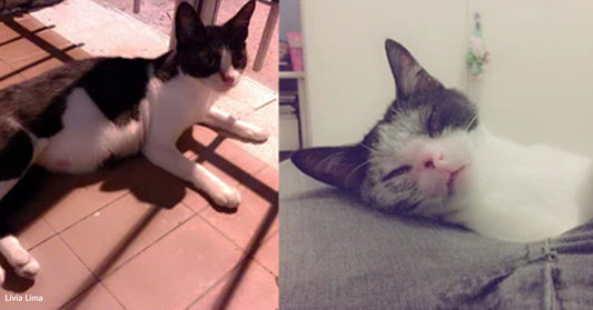 A Pregnant Stray Kept Coming Back Until Love Nearly Lost Her