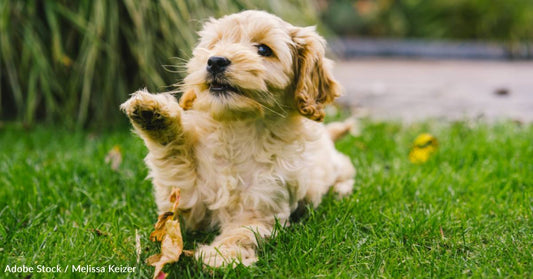 When Couple Adopts Their Grandson, He Convinces Them to Adopt a Dog, Too