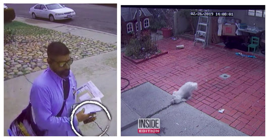 Mailman Caught On Camera Repeatedly Pepper Spraying Small Dog