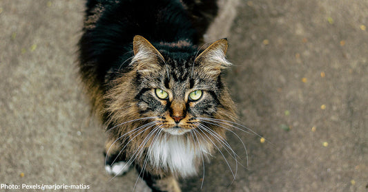 tabby Maine Coon cat looking up at camera