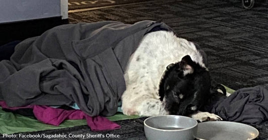 Maine Sheriff's Office Saves Senior Dog Nearly Frozen To Death And Reunites Her With Owner