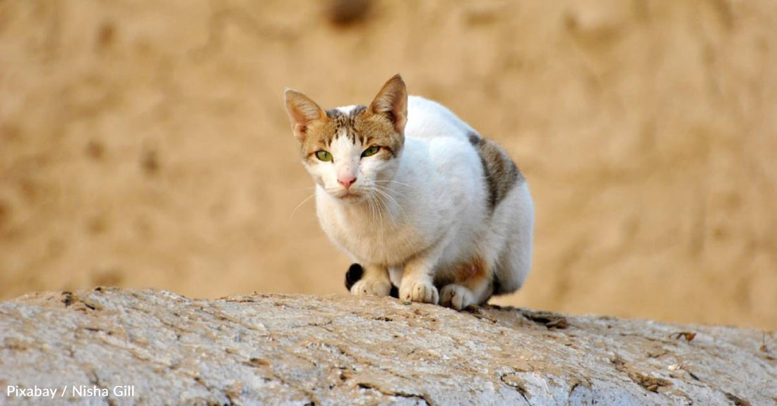 Animal Lovers Pull Over to Side of Road During Downpour, Rescue Cat in the Process