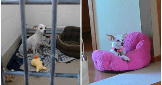 Dog Rescued From Breeder Struggles to Find Home Due to Her Appearance