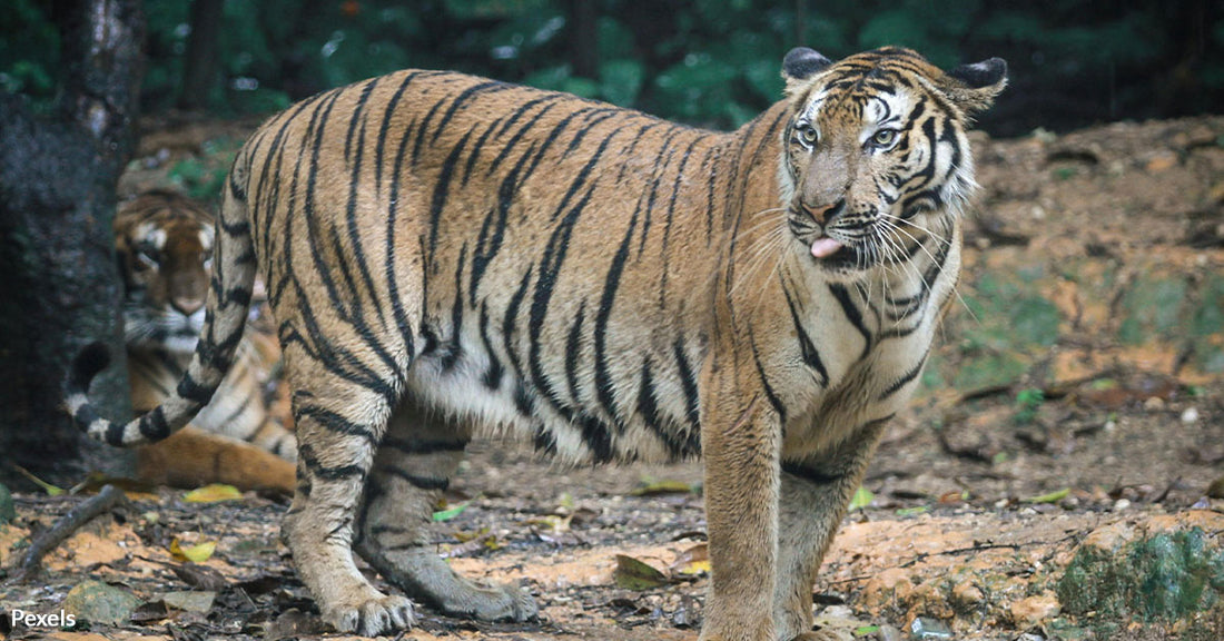 Malaysia's National Symbol Teeters on Edge of Extinction