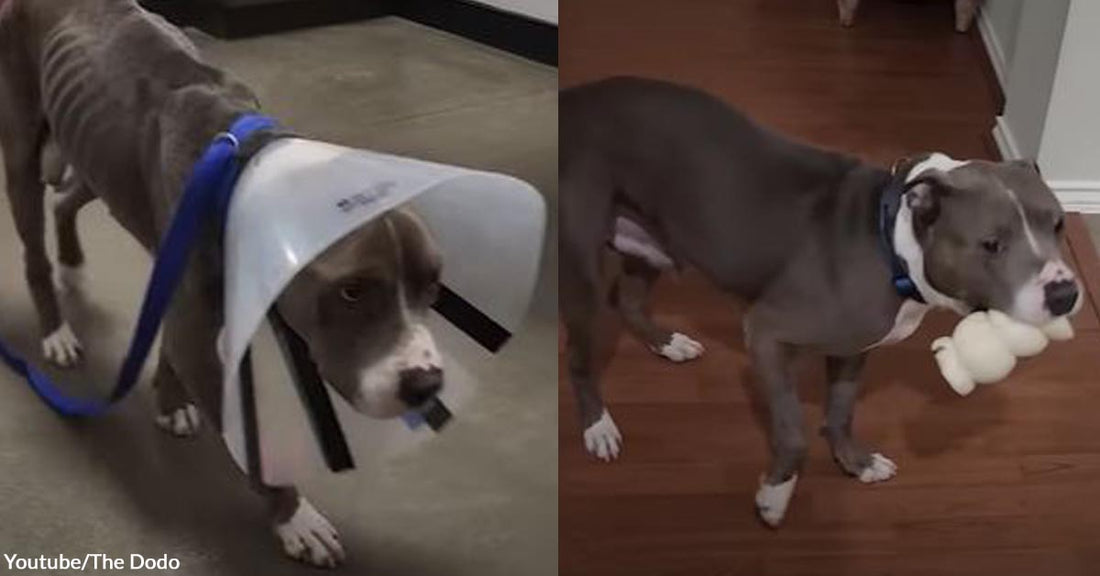 Malnourished Pittie Transforms Into The Healthiest Version of Himself Through the Help of His Favorite Humans