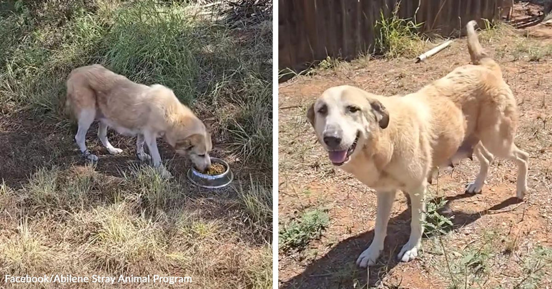 Split-screen showing a thin tan stray dog eating from a bowl outdoors and the same dog standing alert and smiling after rescue.