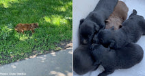 Mama Dog's Tragic Death Leaves Newborn Puppies Fighting to Survive