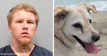 Split image showing a mugshot of a blond man beside a close-up of a white dog panting on a beach.