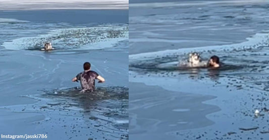 A Dog Struggled with Escaping a Half-Frozen Lake Until a Man Swiftly Ran to Its Rescue