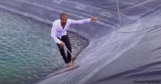 Watch a Man Bravely Face the Dangers of Rescuing Three Snakes from an Irrigation Pond