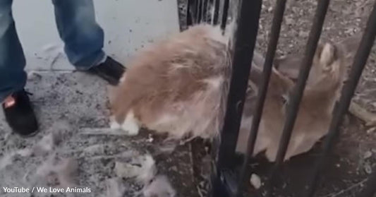 Fawn Is Rescued From Iron Bars In An Unexpected Way