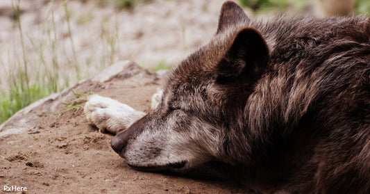 A Man’s Life Was Saved by the Same Wolf He Helped Four Years Ago