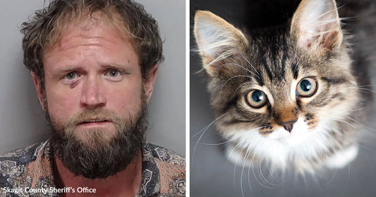 Split image showing a bearded man’s mugshot beside a close-up portrait of a fluffy tabby kitten with blue eyes.